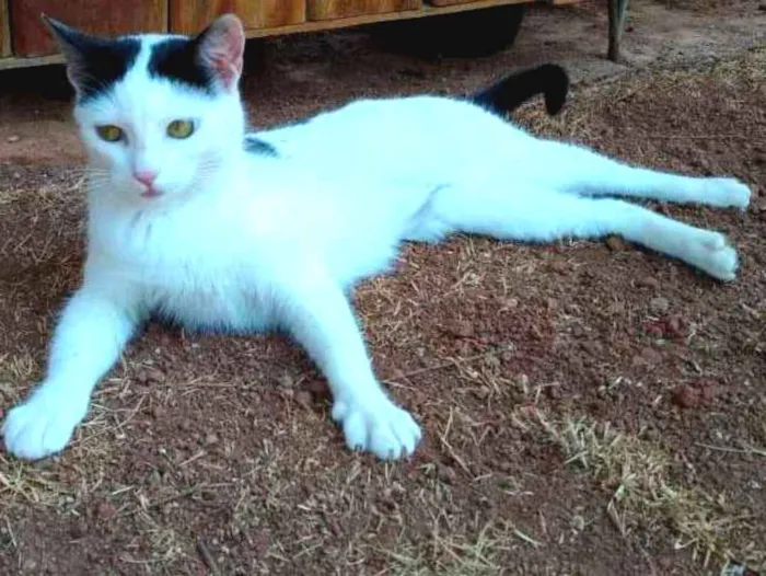 Gato ra a srd idade 1 ano nome à escolher