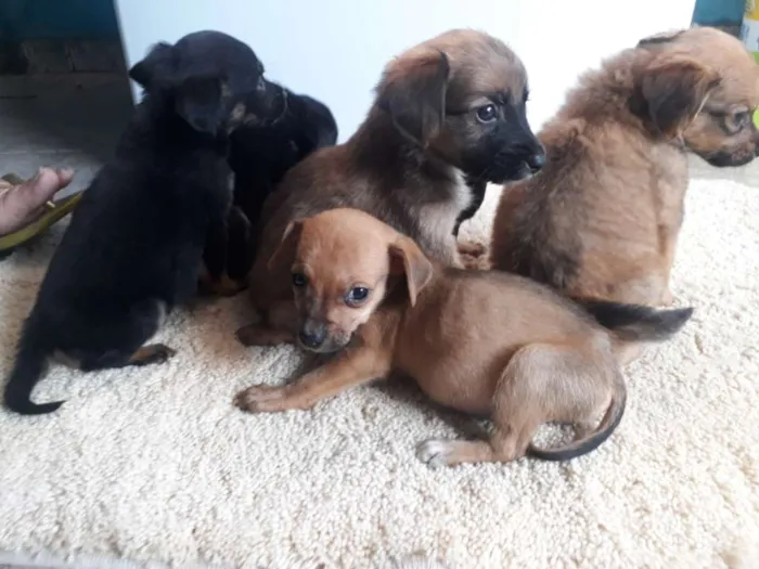 Cachorro ra a Indefinida  idade Abaixo de 2 meses nome Sem nome.