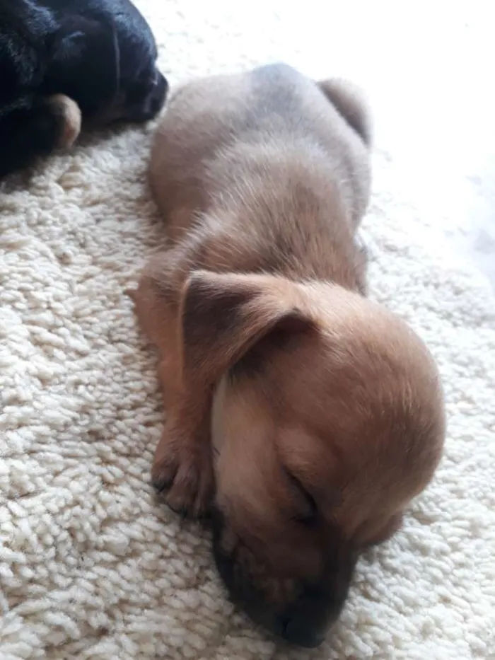 Cachorro ra a Indefinida  idade Abaixo de 2 meses nome Sem nome.