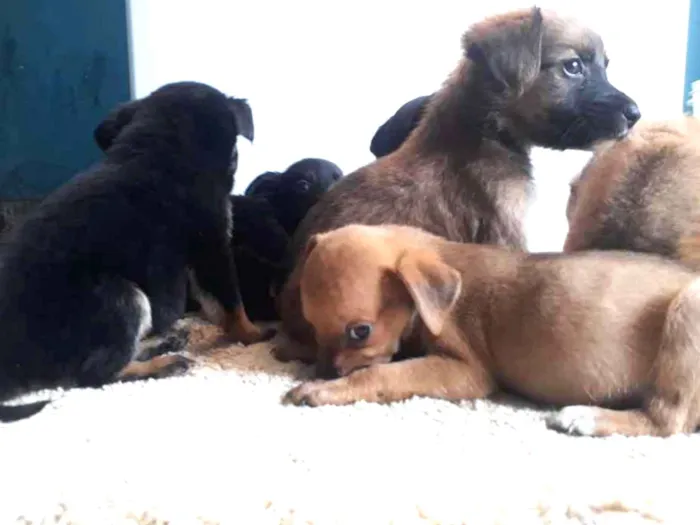 Cachorro ra a Indefinida  idade Abaixo de 2 meses nome Sem nome.