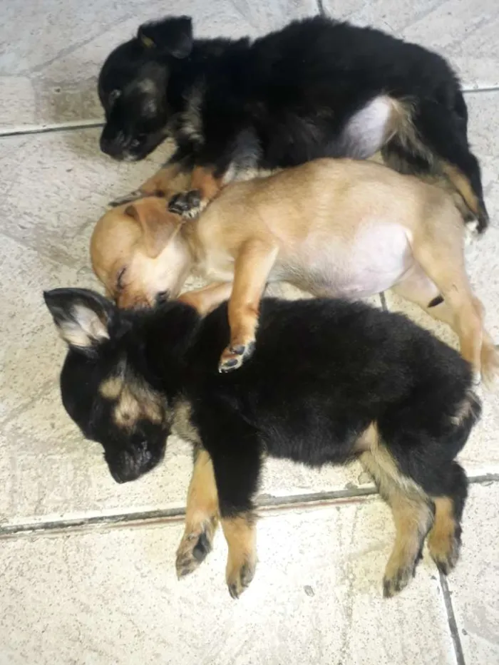 Cachorro ra a Indefinida  idade Abaixo de 2 meses nome Sem nome.