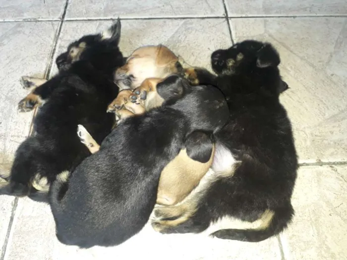 Cachorro ra a Indefinida  idade Abaixo de 2 meses nome Sem nome.
