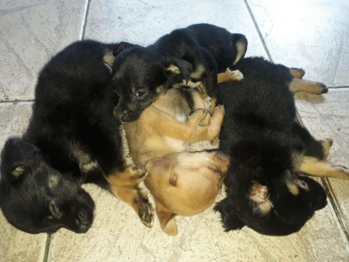 Cachorro ra a Indefinida  idade Abaixo de 2 meses nome Sem nome.