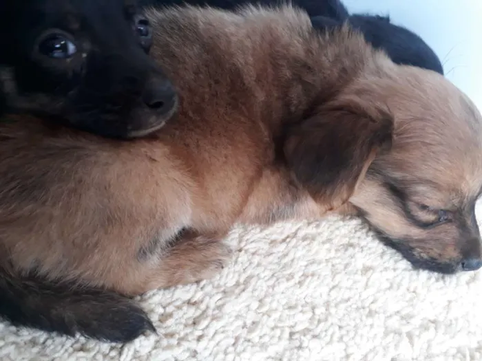 Cachorro ra a Indefinida  idade Abaixo de 2 meses nome Sem nome.
