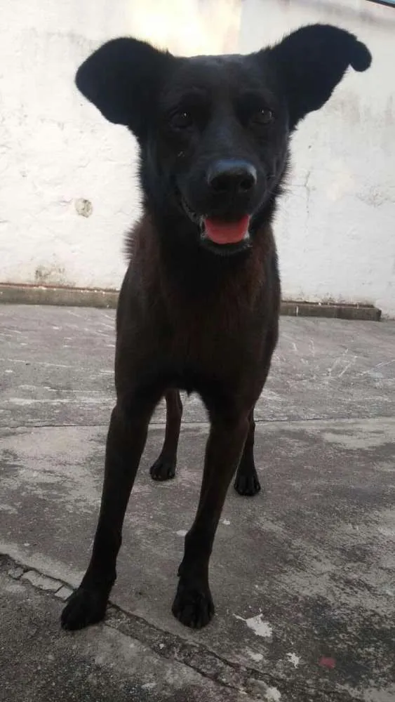 Cachorro ra a SRD idade 2 anos nome Sem nome