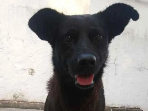 Cachorro ra a SRD idade 2 anos nome Sem nome