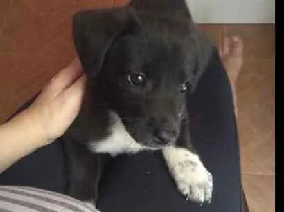 Cachorro ra a Vira-lata idade Abaixo de 2 meses nome Não tem nome