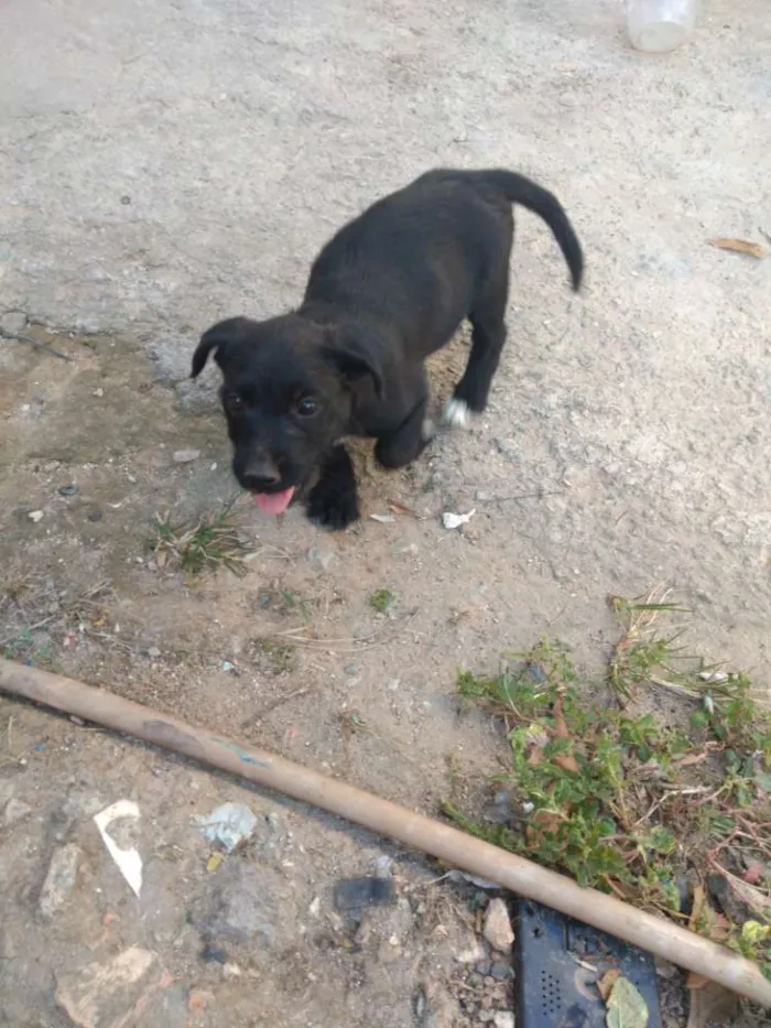 Cachorro raça  idade 2 a 6 meses nome Não tem nome