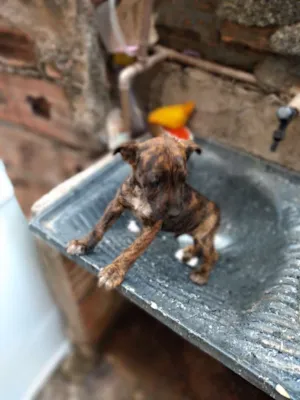 Cachorro raça  idade 2 a 6 meses nome Não tem nome