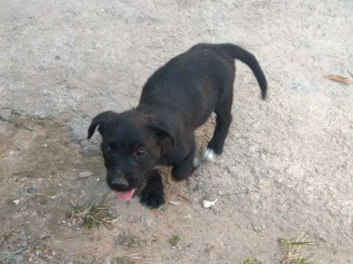Cachorro raça  idade 2 a 6 meses nome Não tem nome