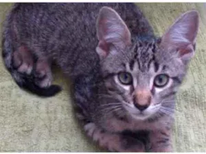 Gato raça Srd idade 2 a 6 meses nome Pretinho e malhado