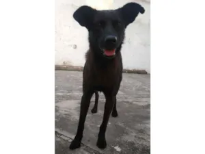 Cachorro raça SRD idade 2 anos nome Sem nome