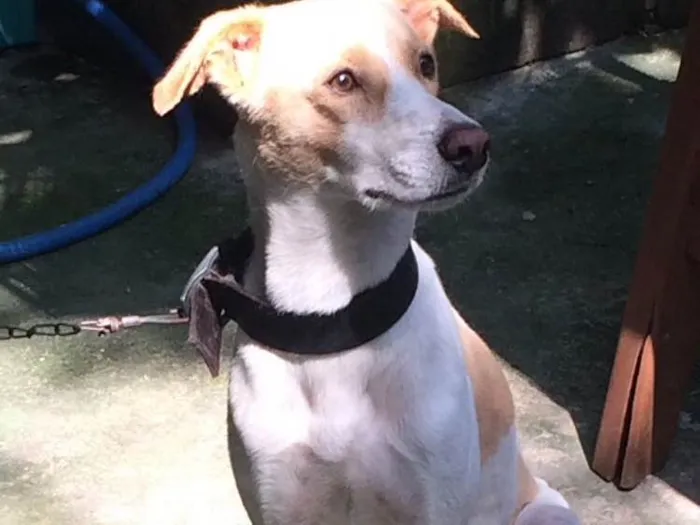 Cachorro ra a Vira-lata idade 3 anos nome Marley