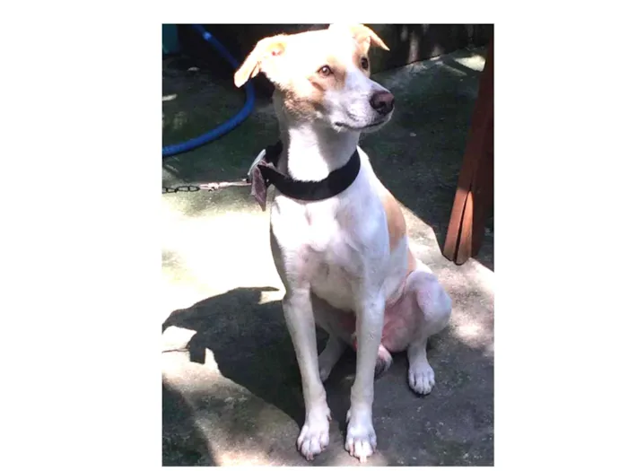 Cachorro ra a Vira-lata idade 3 anos nome Marley