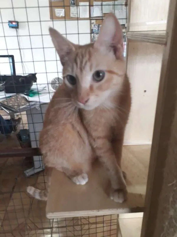Gato ra a SRD idade 2 a 6 meses nome Sem nome