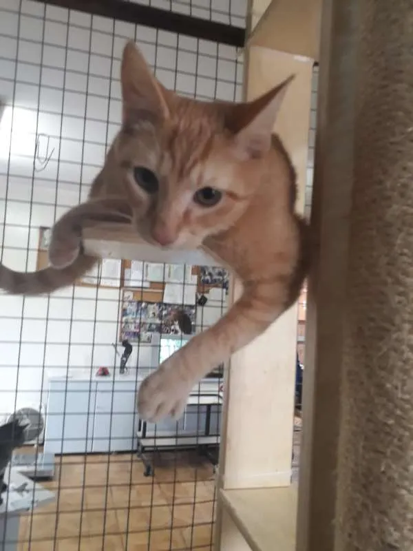 Gato ra a SRD idade 2 a 6 meses nome Sem nome
