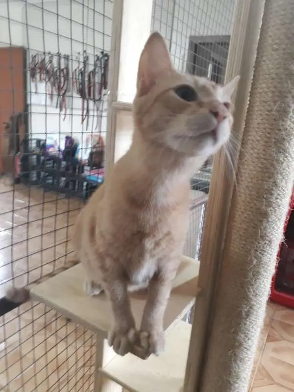 Gato ra a SRD idade 2 a 6 meses nome Sem nome