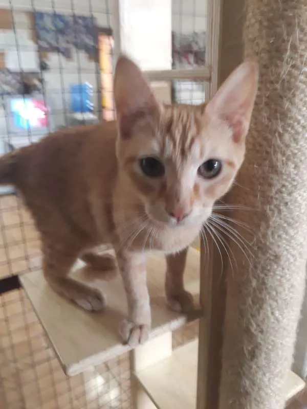 Gato ra a SRD idade 2 a 6 meses nome Sem nome