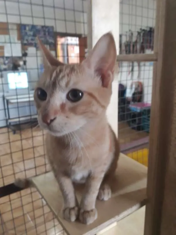 Gato ra a SRD idade 2 a 6 meses nome Sem nome