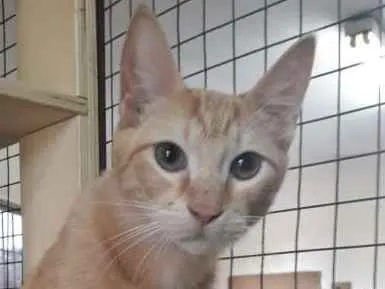 Gato ra a SRD idade 2 a 6 meses nome Sem nome
