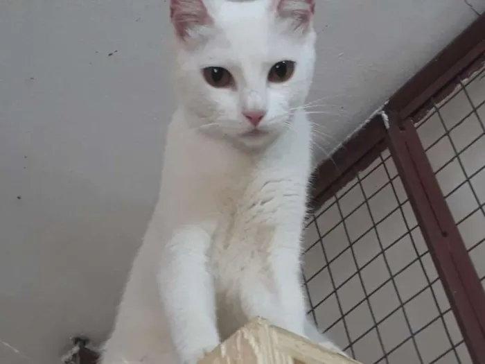 Gato ra a srd idade 2 a 6 meses nome Clara