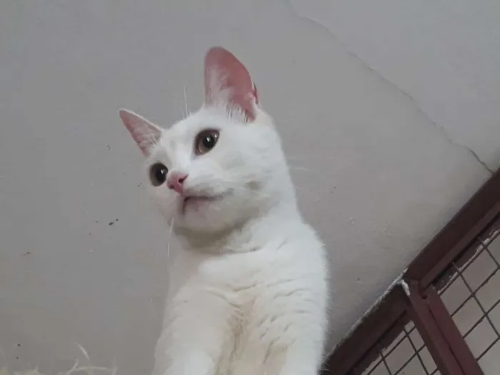 Gato ra a srd idade 2 a 6 meses nome Clara