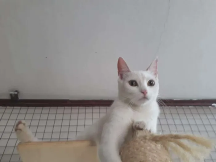 Gato ra a srd idade 2 a 6 meses nome Clara
