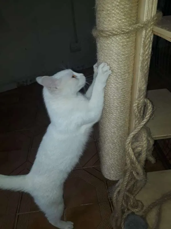 Gato ra a srd idade 2 a 6 meses nome Clara
