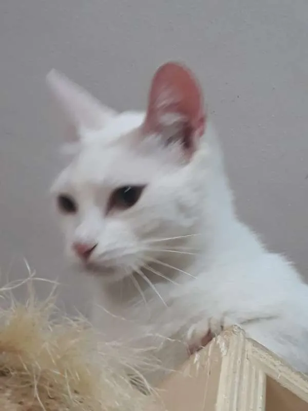 Gato ra a srd idade 2 a 6 meses nome Clara