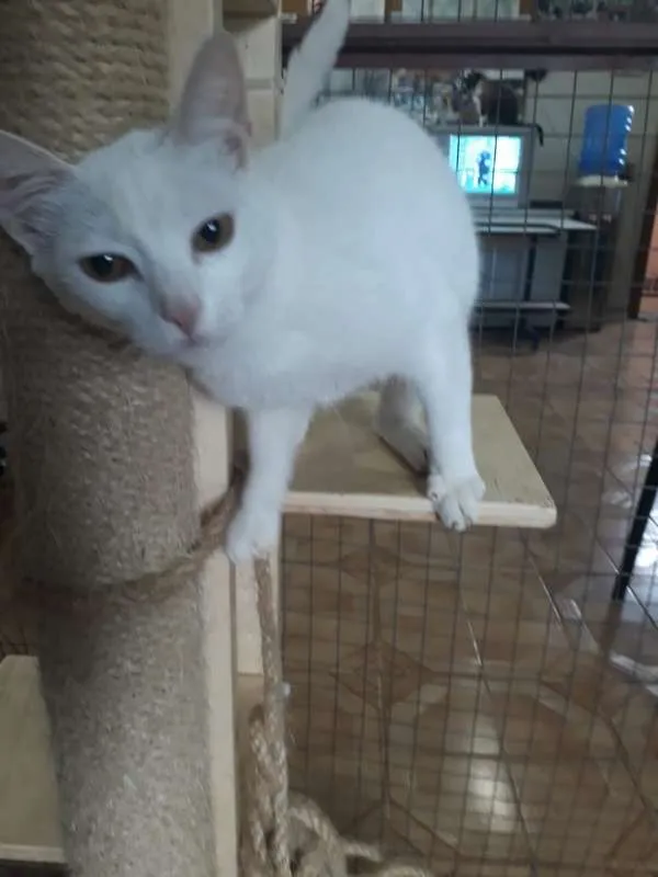 Gato ra a srd idade 2 a 6 meses nome Clara