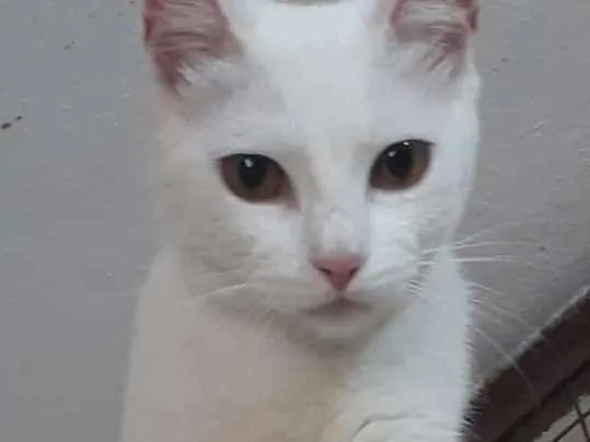 Gato ra a srd idade 2 a 6 meses nome Clara