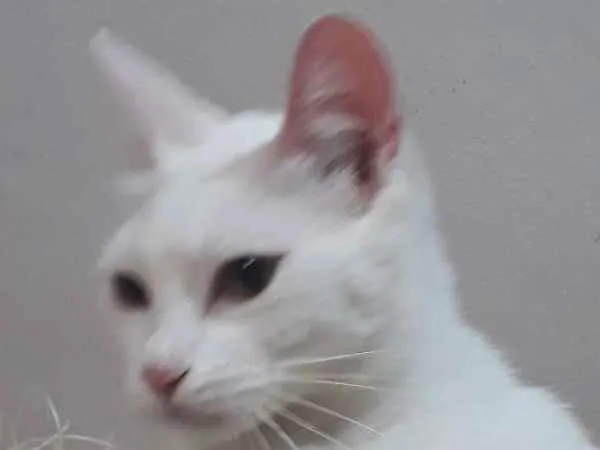 Gato ra a srd idade 2 a 6 meses nome Clara