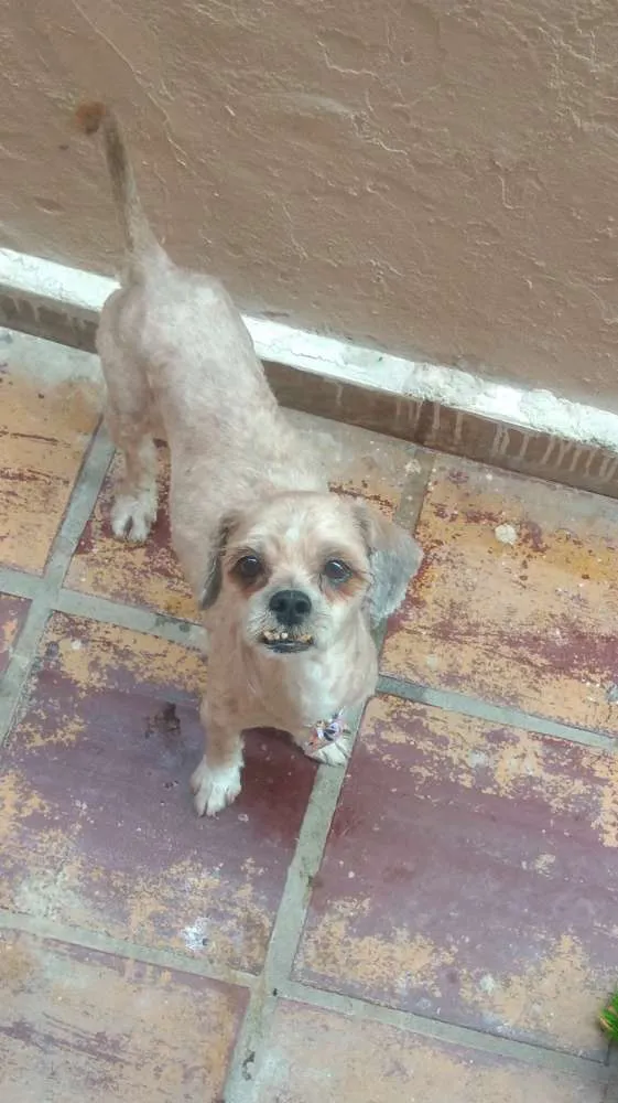 Cachorro ra a Shitsu idade 2 anos nome Pingo