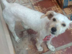 Cachorro raça Poodle idade 2 anos nome Junior