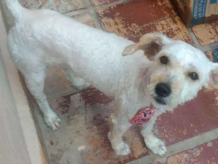 Cachorro ra a Poodle idade 2 anos nome Junior