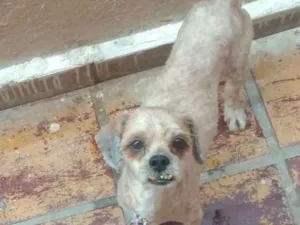 Cachorro raça Shitsu idade 2 anos nome Pingo