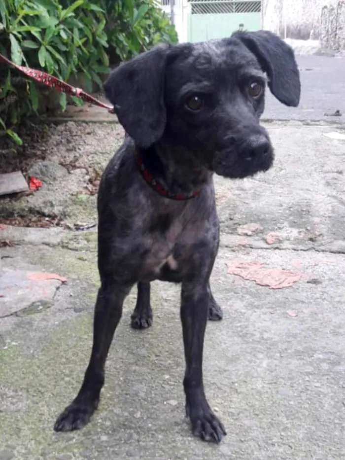 Cachorro ra a Srd idade 1 ano nome Dino