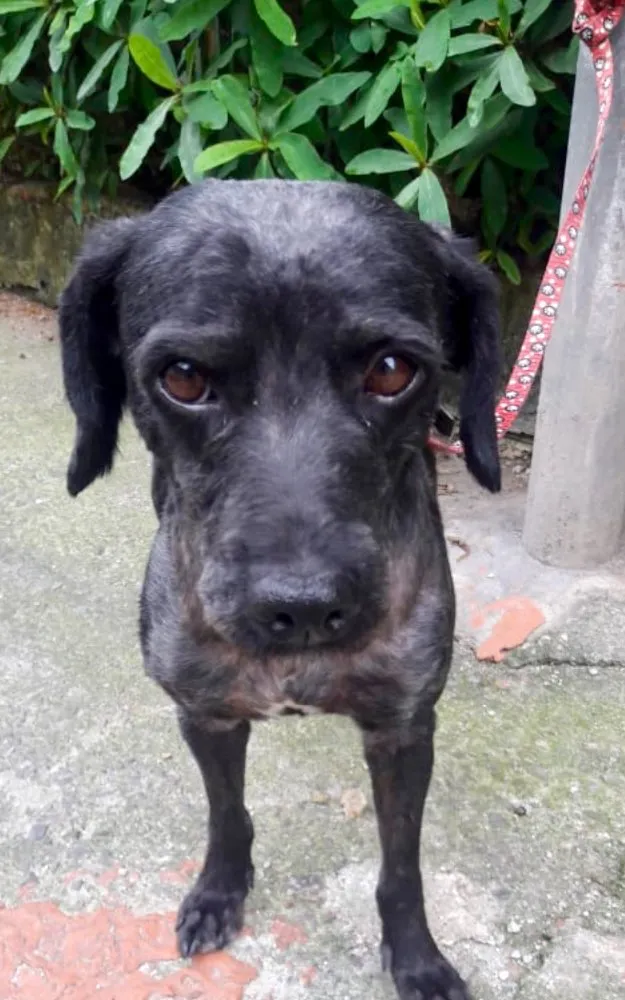 Cachorro ra a Srd idade 1 ano nome Dino
