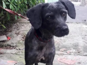 Cachorro raça Srd idade 1 ano nome Dino