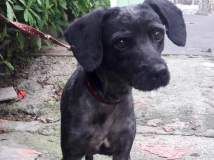 Cachorro ra a Srd idade 1 ano nome Dino