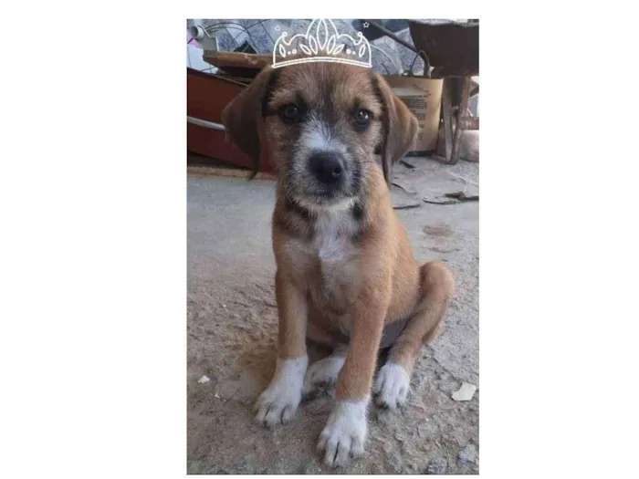Cachorro ra a SRD idade Abaixo de 2 meses nome Filhote 01