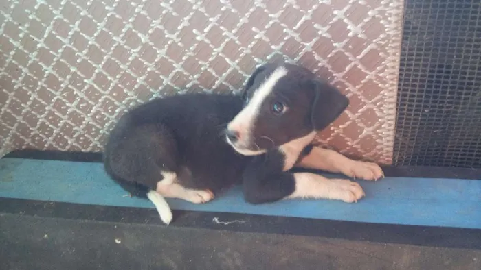 Cachorro ra a  idade Abaixo de 2 meses nome nora