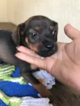 Isadora