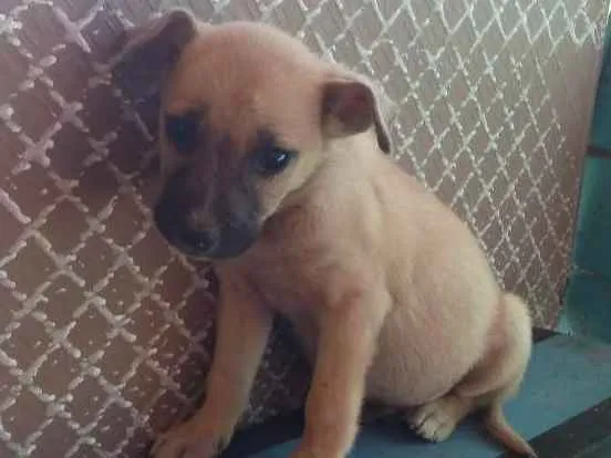 Cachorro ra a  idade Abaixo de 2 meses nome nora