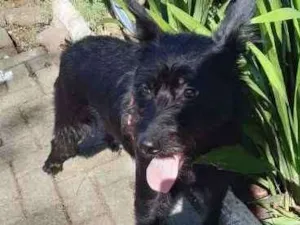 Cachorro raça srd idade 1 ano nome KENA