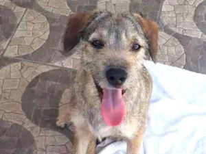 Cachorro raça SRD idade 2 a 6 meses nome Buddy