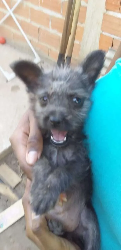 Cachorro ra a Srd idade Abaixo de 2 meses nome Lolita