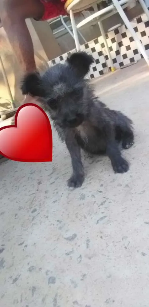 Cachorro ra a Srd idade Abaixo de 2 meses nome Lolita