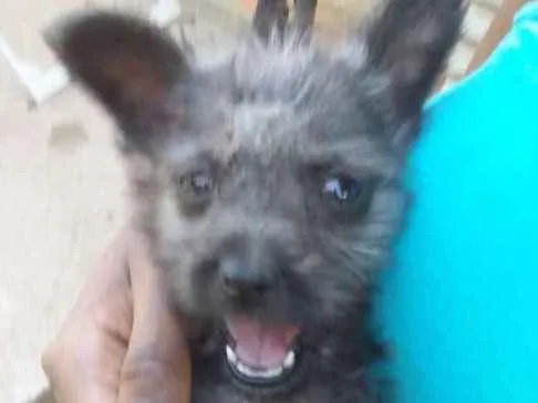 Cachorro ra a Srd idade Abaixo de 2 meses nome Lolita