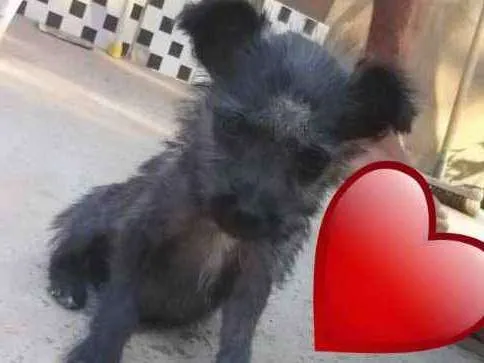 Cachorro ra a Srd idade Abaixo de 2 meses nome Lolita